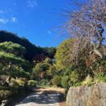 【売買・戸建】富士宮市　富士山望む八棟造の古民家 画像3