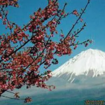 【売買・戸建】富士宮市　富士山望む八棟造の古民家 画像7
